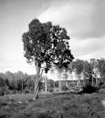 Enar vid Enåsen, Båltorp 1945.