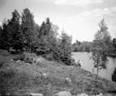 Vy från Hornborgaån omkring 1940.