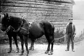 Bertil, dräng hos Johan Johansson, Sörgården.

Reprofotograf: Gunnar Berggren.