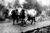 St. Lindåsen 1922.
Einar Svan med rejäla oxar på 16 1/2 kvarter.
