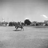 Ryttare (Gun Bergius?) på marknadsplatsen vid SKLS (Skaraborgs Läns Slakteriförening), Skara. 1956.