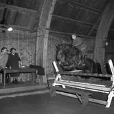 Ryttartävling i SKLS (Skaraborgs Läns Slakteriförening) uppvisningshall, Skara. December 1950.