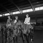 Ryttartävling i SKLS (Skaraborgs Läns Slakteriförening) uppvisningshall, Skara. 1/4 1951.