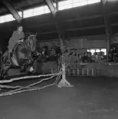 Ryttartävling i SKLS (Skaraborgs Läns Slakteriförening) uppvisningshall, Skara. 1/4 1951. Ryttare Bertil Leverin, Vara.