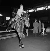 Ryttartävling i SKLS (Skaraborgs Läns Slakteriförening) uppvisningshall, Skara. 22/3 1953.