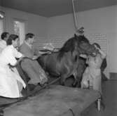 Hästoperation 1951:
Kastning av häst för operation.
