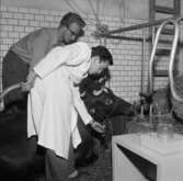 Ko-operation 1958. Veterinär Göran Jönsson (numera professor) behandlar ko med kalvförlamning.