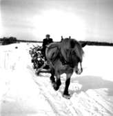 Skogshuggare på Trestena under kriget 1942. Tage Larsson kör hästen Björn.