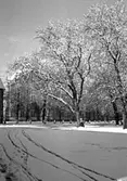 Skara. Snöoväder i maj (1948 ?)