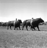 Skara. Hushållningssällskapets Utställning 14-16 juni 1957.