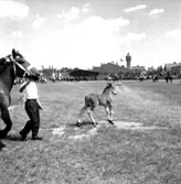 Skara. Hushållningssällskapets Utställning 14-16 juni 1957.