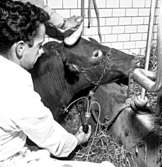 Skara. Veterinärinrättningen. Ko-operation 1958.