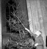 Skara. 
Domkyrkan, grantändning 1956.