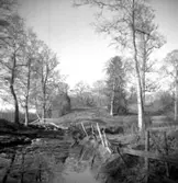 Naturmotiv, Orenabb i Bjärka sn.