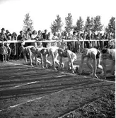 Skara. 
Allmän idrott, Skaravallen.