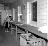 Skara. El-tvätten (maskintvätten) i Qvänsels uthus 1958.
