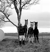 Jung, fru Kerstin Persson, Bystorp 1966.