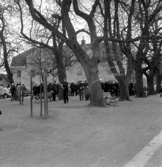 Krabbelund
Grönsakstorget