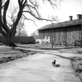 Olins gränd, Skara, 1956.