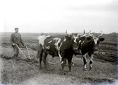 Bonde plöjer med sina oxar.