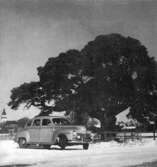 Götlunda sn. Fårtallen är en av vårt lands allra äldsta paraplytallar.