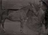 Sjuk häst dokumenterad av Nils Edvard Forssell.
