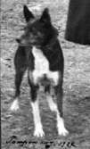 Agnes de Frumeries samling. Hunden Pompom aug. 1934.