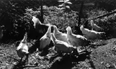 Agnes de Frumeries samling, Danderyd. Frigående höns, 1934, Åsaborg, Hindås.