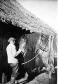 Häljesgården.
Erik Gustavsson ställer in hästen i stallet år 1954.