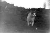 Heljesgårdens katt.
1940-talet.