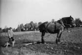 Erik Gustavsson pinnharvar, Heljesgården. Hunden Tussie är med.
År 1954.