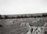 Havreskörd, Heljesgården 1940-talet.