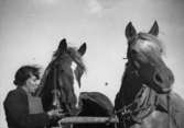 Elsa Eriksson med Heljesgårdens hästar vid potatisupptagningen 1940-talet.