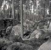 Ett stenparti i nationalparken Norra Kvill.