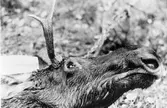 Älgjakt oktober 1983.
Detaljbild, älghuvud.
