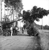 Tornado utanför Sandviken 29/7 1938