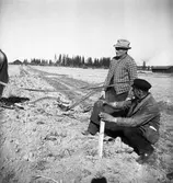 Potatissättning.
Våren 1940