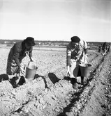 Potatissättning.
Våren 1940