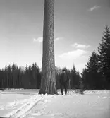 Tallen vid stormuren med skog o jägmästare Axel Jonsson. 1942