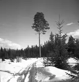 Tallen vid stormuren med skog o jägmästare Axel Jonsson. 1942