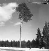 Tallen vid stormuren med skog o jägmästare Axel Jonsson. 1942