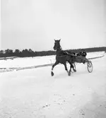 Travhästen Douglas Scott. 1946

