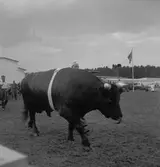 Lantbruksmötet. 1946