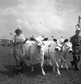 Lantbruksmötet. 1946