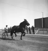 Trav den 1/9 1946.