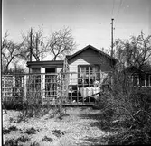Koloniträdgården. 1947

