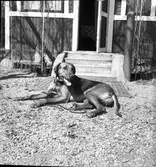 Koloniträdgården. 1947

