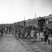 Godtemplar SM i orientering. 1946