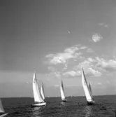 SM i segling. 1946