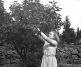 Koloniträdgården. 1943